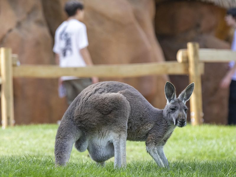 Kangourou roux - Animal du nouveau territoire Les Terres Rouges - ZooParc de Beauval