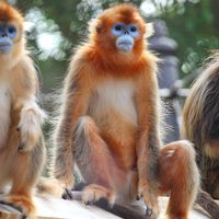 Singes dorés
