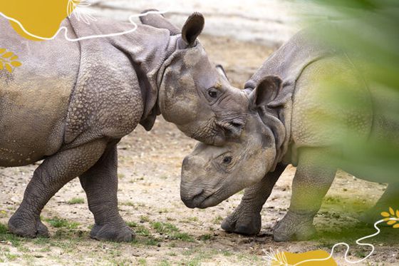 Journée mondiale des rhinocéros : protégeons ces colosses à cornes !