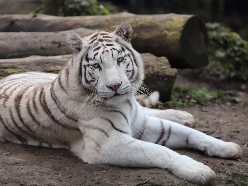 Tigre blanc - Animaux extraordinaires du ZooParc