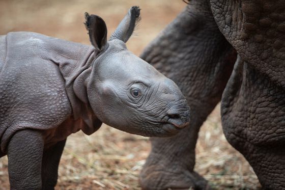 Naissance d’un rhinocéros indien à Beauval : premiers instants de Bahïs avec sa mère Saathi