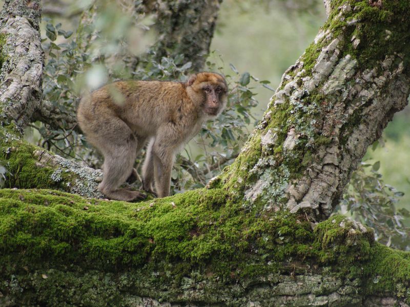 Magot dans la nature - Beauval Nature - ZooParc de Beauval Magot dans la nature - Beauval Nature - ZooParc de Beauval