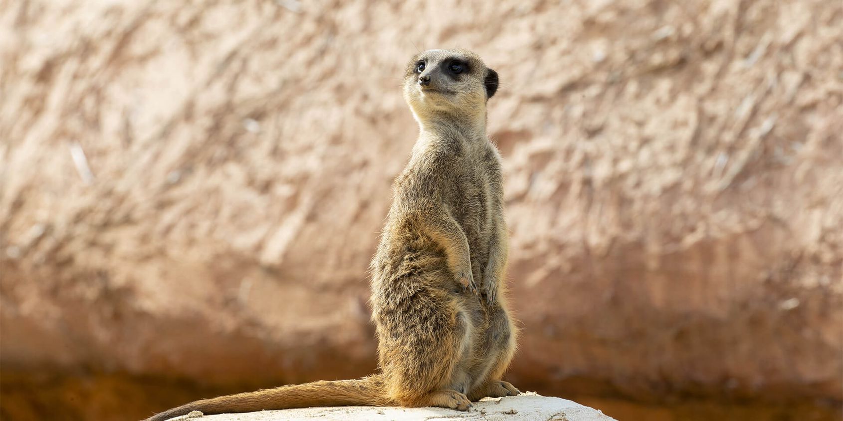 Suricate - sentinelle du désert - Les animaux de la Terre des Lions - ZooParc de Beauval