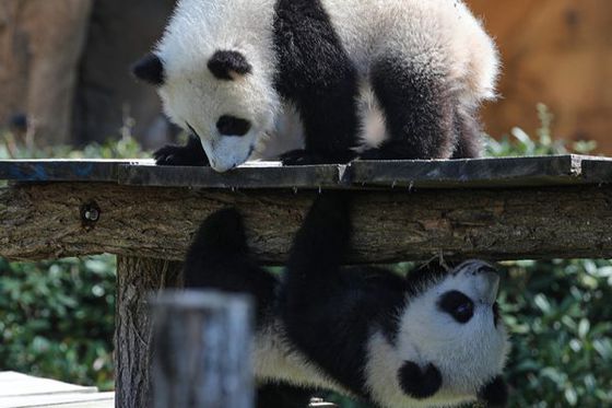 Déjà 9 mois pour les jumelles panda !