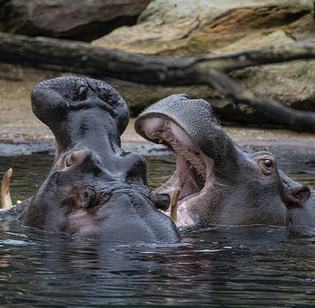 Animation enregistrée hippos - Animation - Activité du ZooParc de Beauval