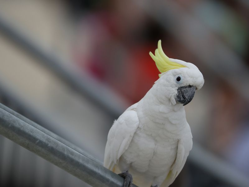 Zoom sur un cacatoès à huppe jaune - Spectacle d'oiseaux - Les Maîtres des Airs