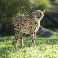 Guépard - Animaux extraordinaires du ZooParc