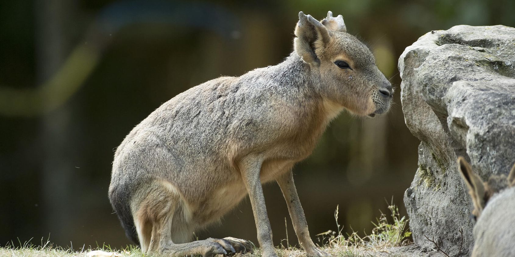 Lièvre de Patagonie ou mara - Les animaux de la Pampa Sud-Américaine - ZooParc de Beauval