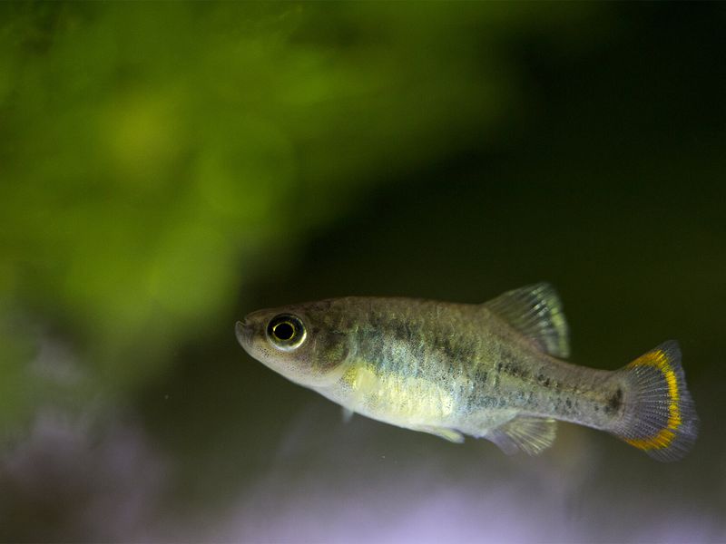 Poisson Tequila - Beauval Nature - ZooParc de Beauval