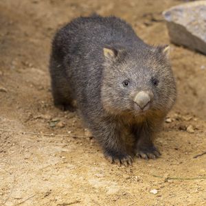 Wombats