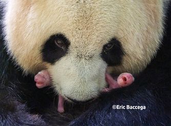Panda twins - Animals of the ZooParc de Beauval