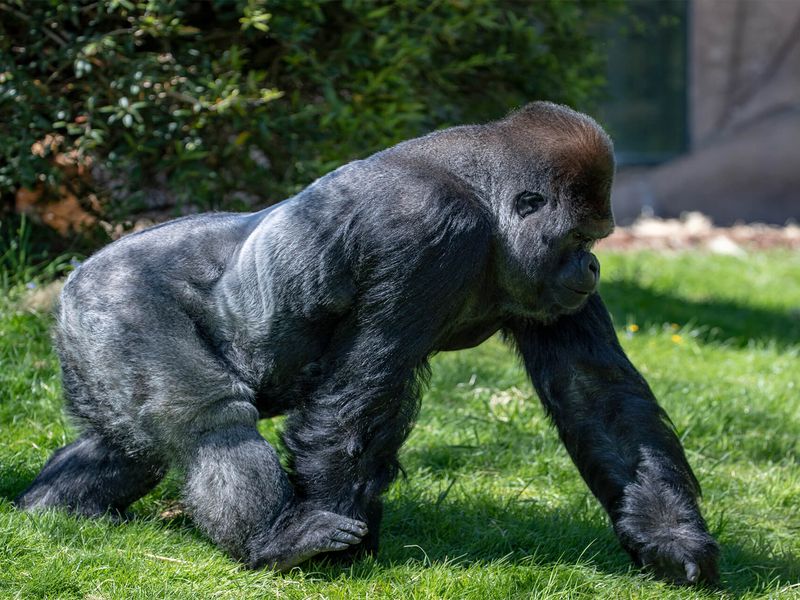 Gorille des plaines de l'Ouest - Animaux extraordinaires du ZooParc