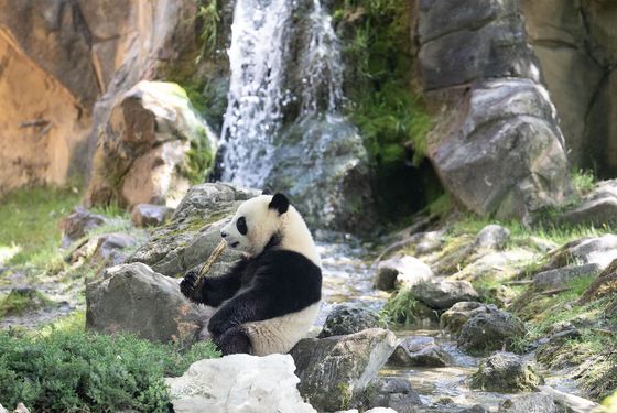 Sur les traces du panda géant - Activité famille - ZooParc de Beauval