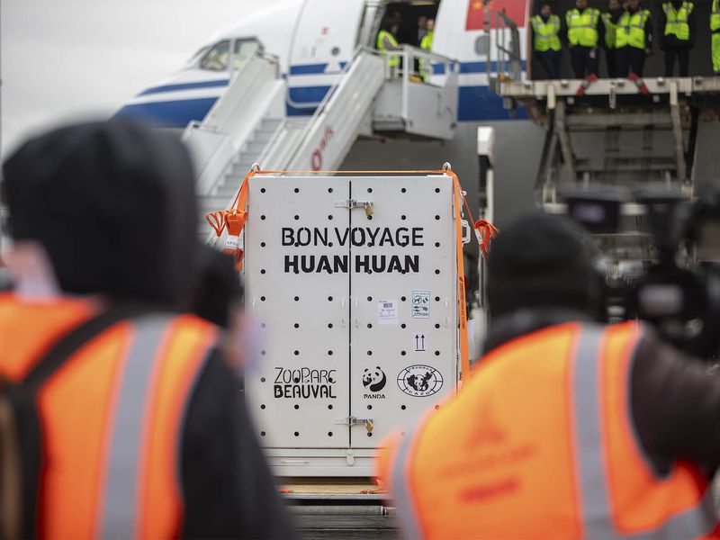 Départ Huan Huan et Yuan Zi - Pandas géants - ZooParc de Beauval Départ Huan Huan et Yuan Zi - Pandas géants - ZooParc de Beauval