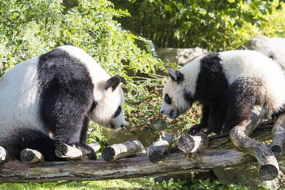 Pandas géants