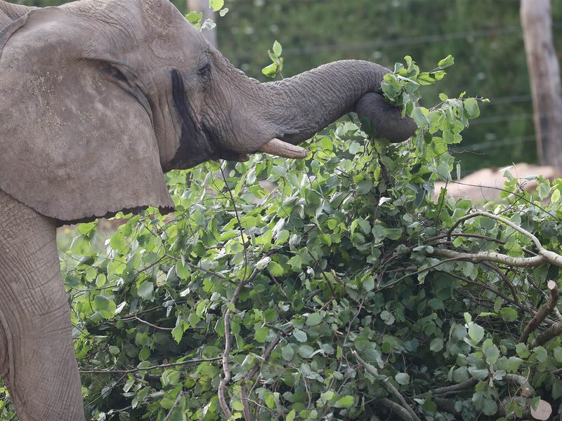 Utilisation de la trompe - Les animaux de La Plaine des Éléphants - ZooParc de Beauval