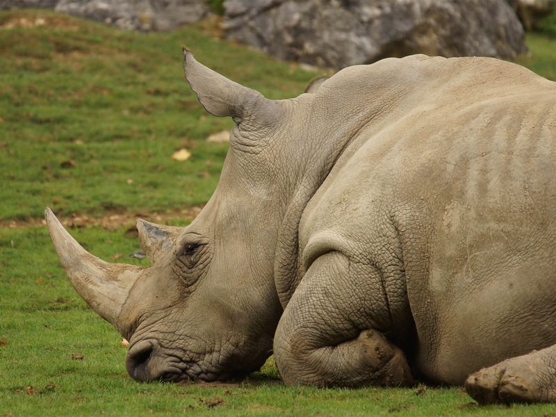 Southern white rhinoceros