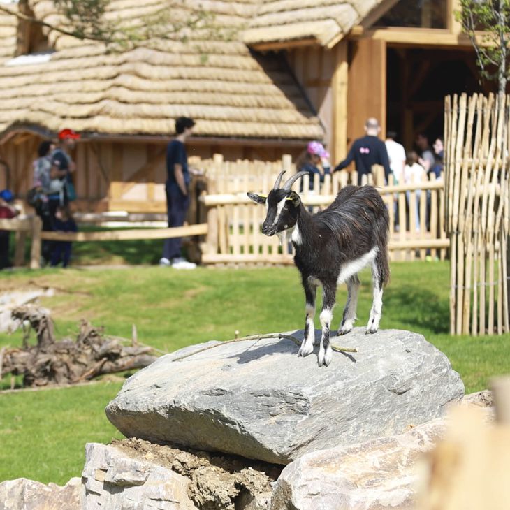 Bucolia, ferme grandeur nature - Territoire du ZooParc de Beauval