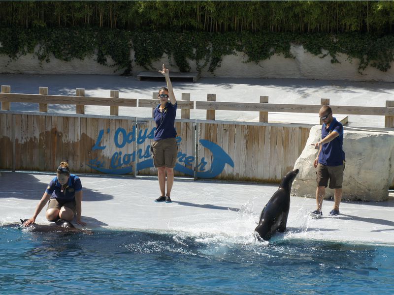 Synchronisation des otaries - Spectacle - L'Odyssée des Lions de Mer