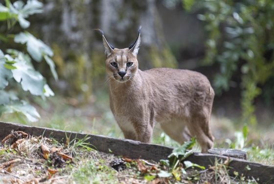 Caracal
