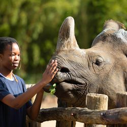 Activité Rencontres privilèges - Contact privilégié avec rhinocéros indien - Au plus près des animaux - ZooParc de Beauval