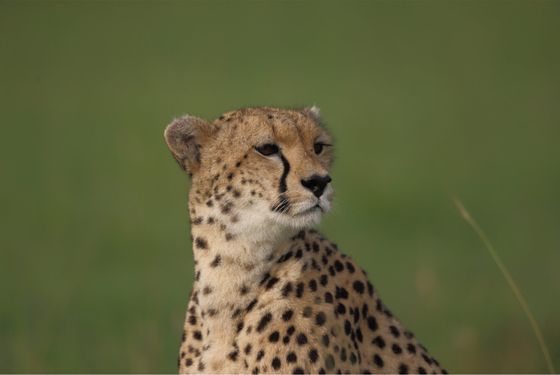 Cheetah