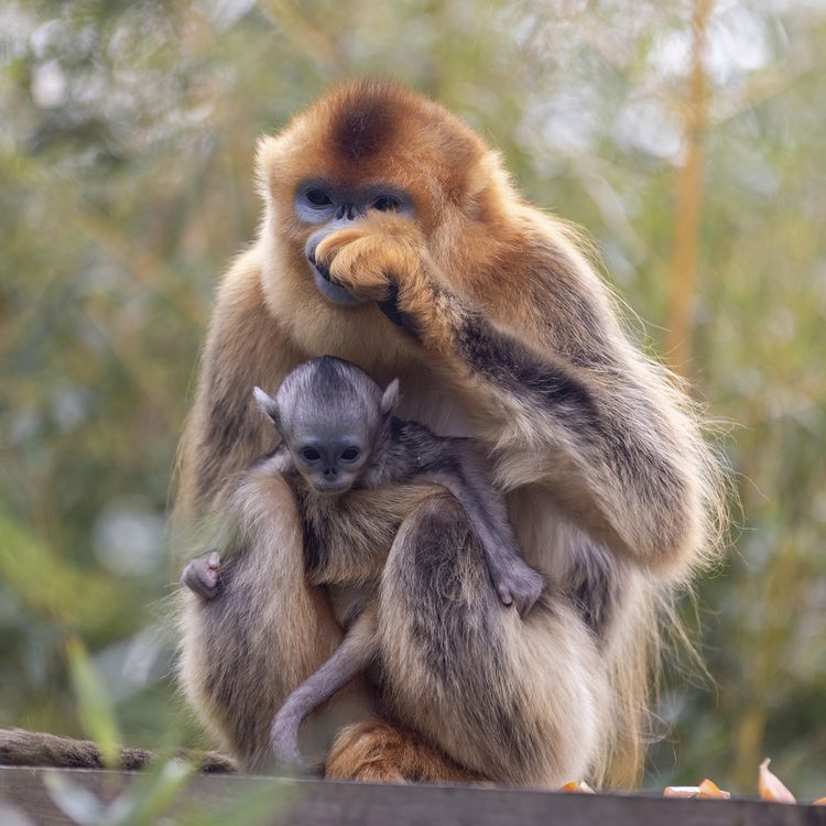 Nouveauté 2025 : arrivées des singes dorés - ZooParc de Beauval
