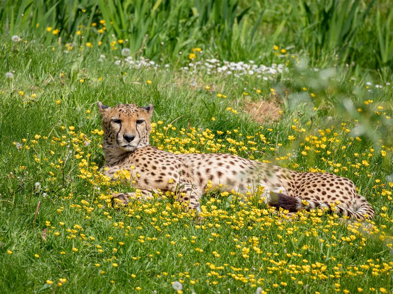 The Cheetah Territory with flowers - ZooParc de Beauval