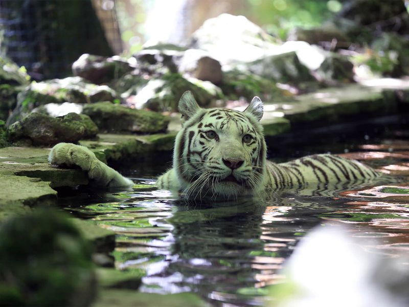 Bébé tigre blanc - Animaux