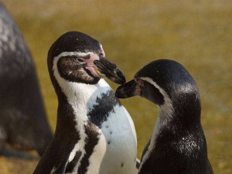 Humboldt penguin