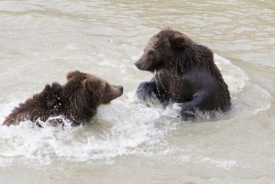 Ours bruns dans l'eau - Les animaux du Territoire Nord-Américain - ZooParc de Beauval Ours bruns dans l'eau - Les animaux du Territoire Nord-Américain - ZooParc de Beauval