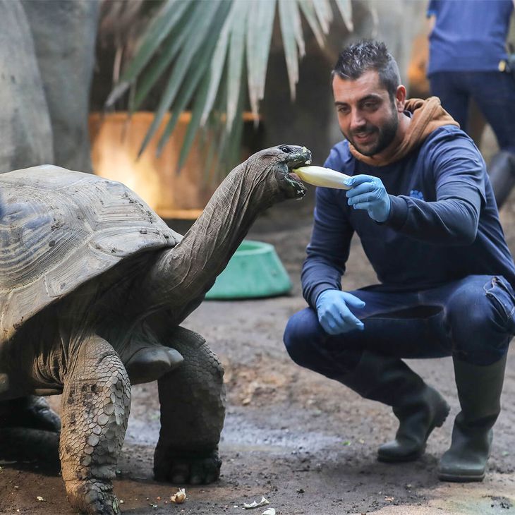 Activité Soigneur d'un Jour Famille - Contact privilégié avec tortues - Au plus près des animaux - ZooParc de Beauval