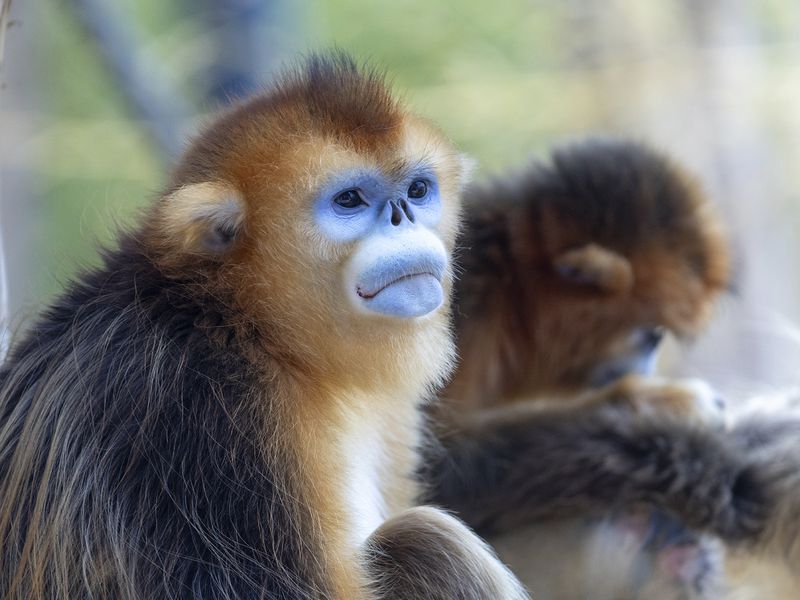 Singe doré - Animaux extraordinaires - ZooParc de Beauval Singe doré - Animaux extraordinaires - ZooParc de Beauval