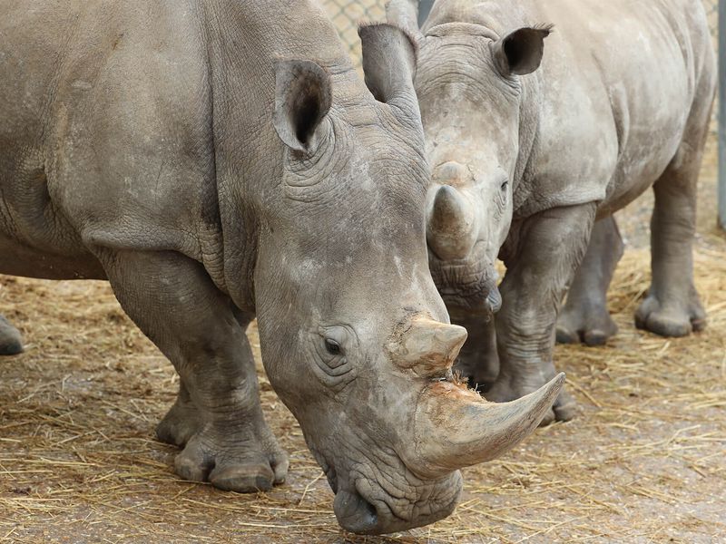 Rhinocéros blancs - Animaux extraordinaires du ZooParc