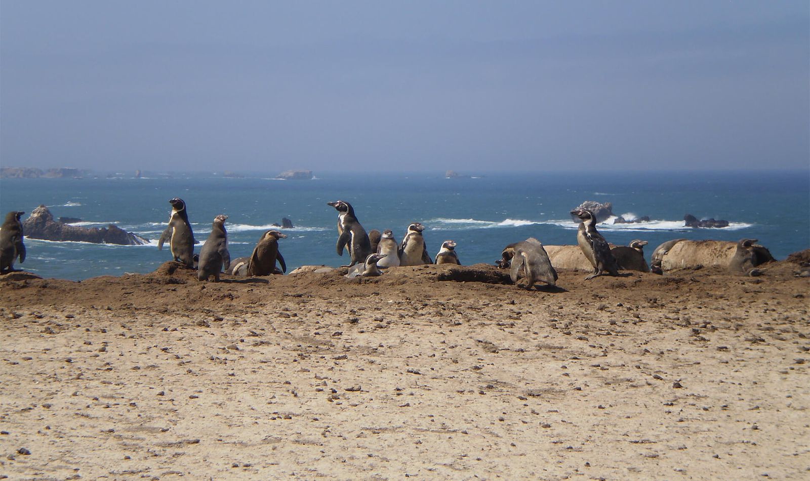 Manchots de Humboldt - Programme Beauval Nature - ZooParc de Beauval