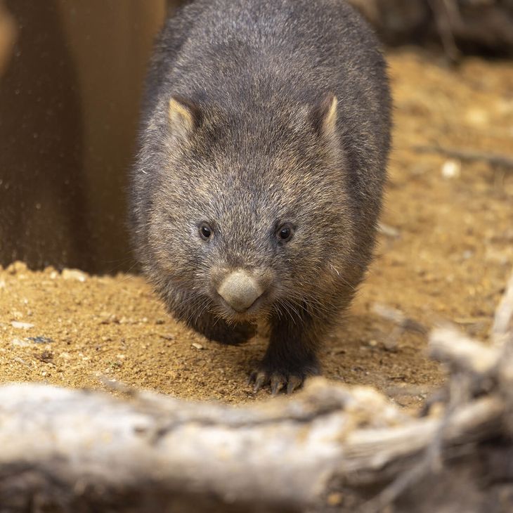 Wombat - Animaux extraordinaires du ZooParc