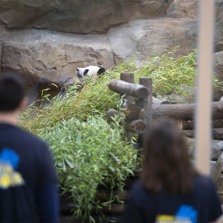Nourrissage tortues géantes d'Aldabra - Activité Soigneur d'un Jour adulte été - ZooParc de Beauval