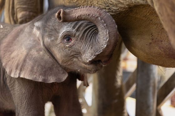 La petite éléphante s’appelle Himba : venez l’observer de plus près !