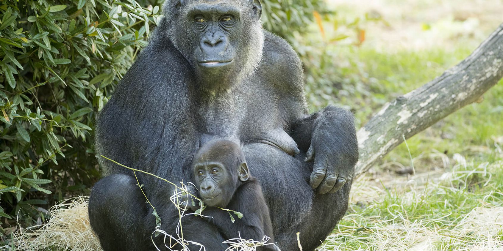 Gorille des plaines de l'Ouest et son bébé - Les animaux de La Serre des Gorilles - ZooParc de Beauval