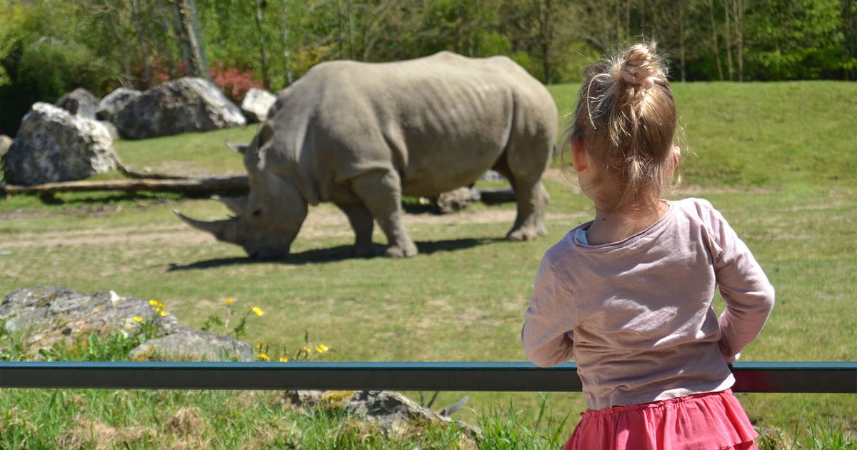 2020 Zoo De Beauval : Au Coeur De La Machine