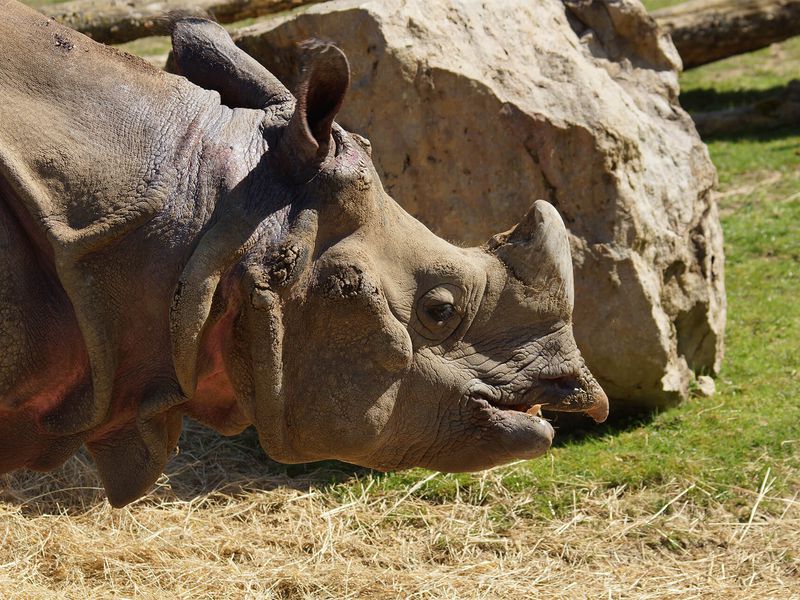 Rhinocéros indien - Animaux extraordinaires du ZooParc