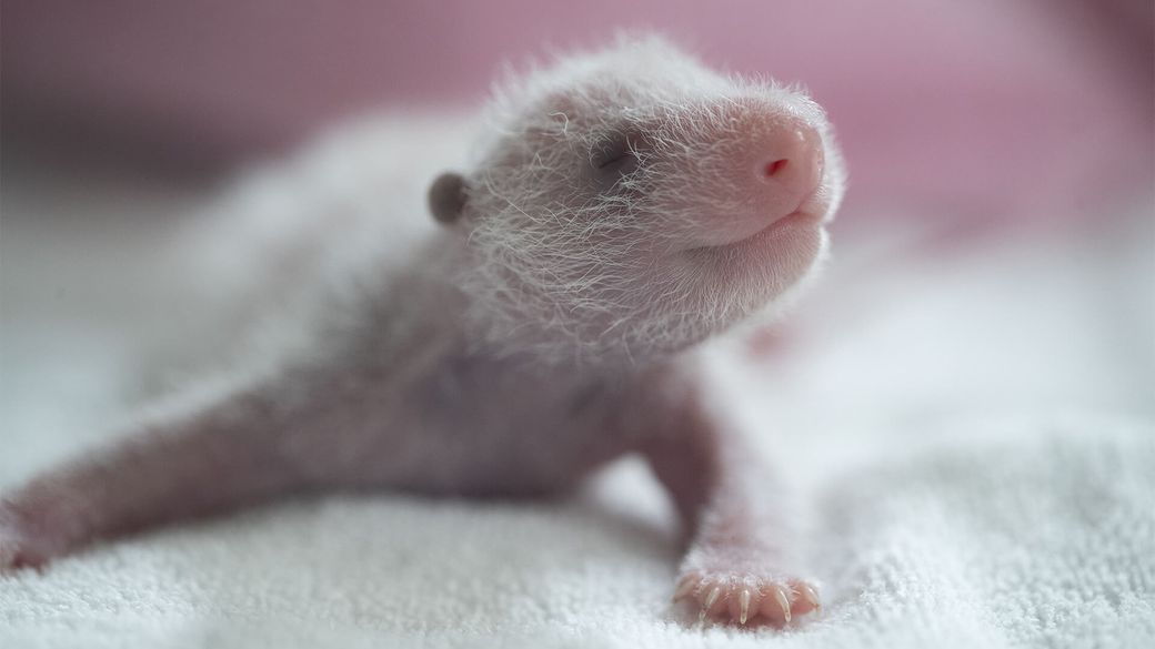 Panda twins are 1 week old - Panda cubs - ZooParc de Beauval