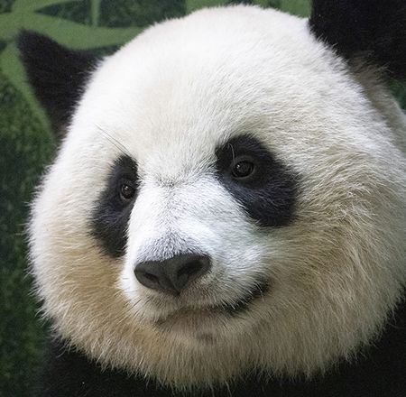 Animation rendez-vous des questions pandas - Animation - Activité du ZooParc de Beauval