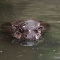 Hippopotame nain - Animaux extraordinaires du ZooParc