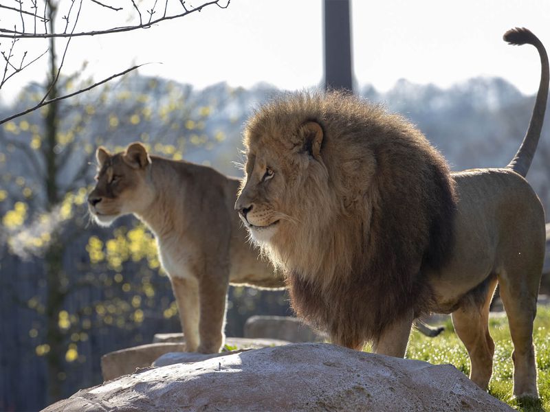 Lion et lionne - Les animaux de La Terre des Lions - ZooParc de Beauval