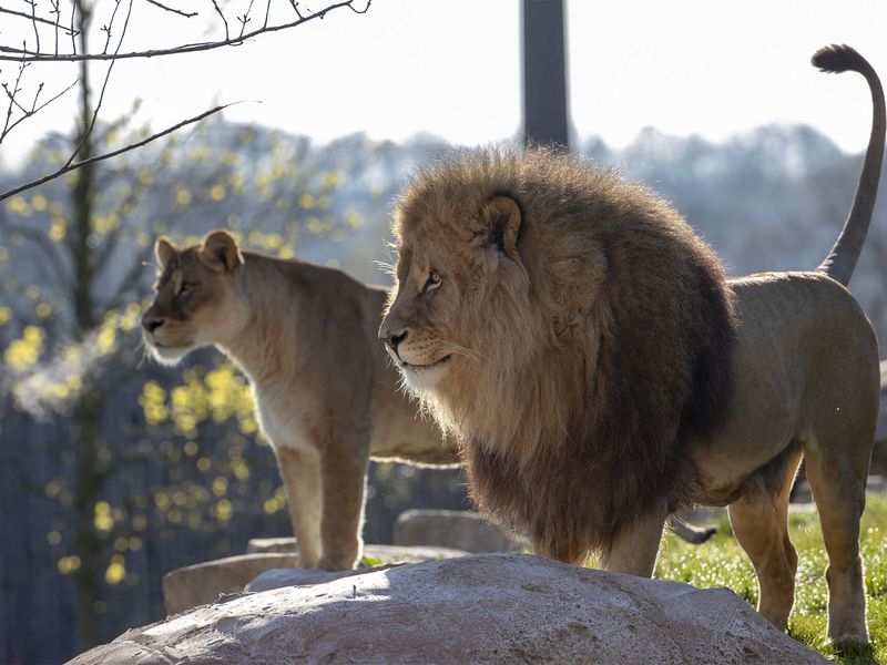 African lion  ZooParc de Beauval