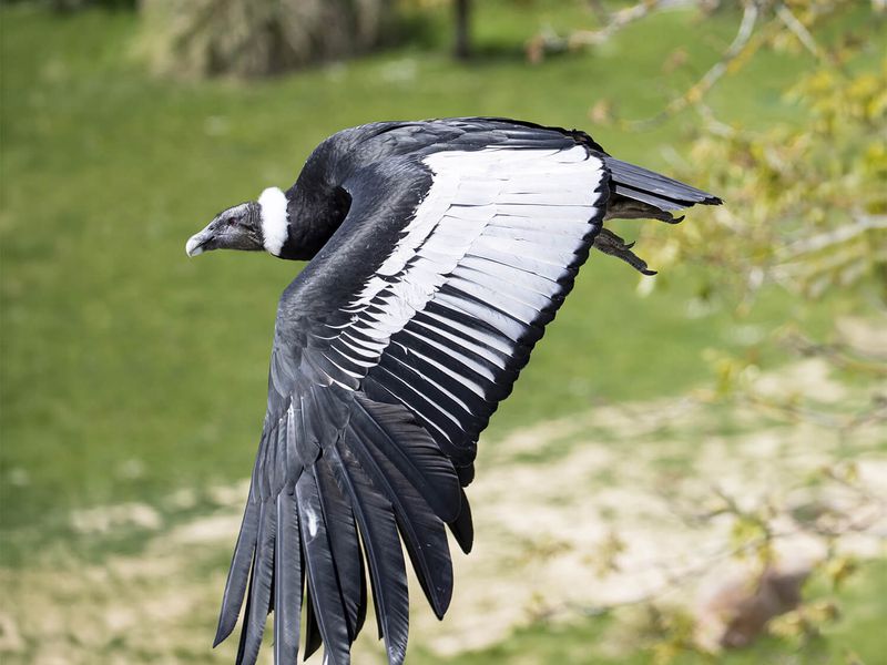 Condor des Andes - Les athlètes de Beauval - Timbres La Poste