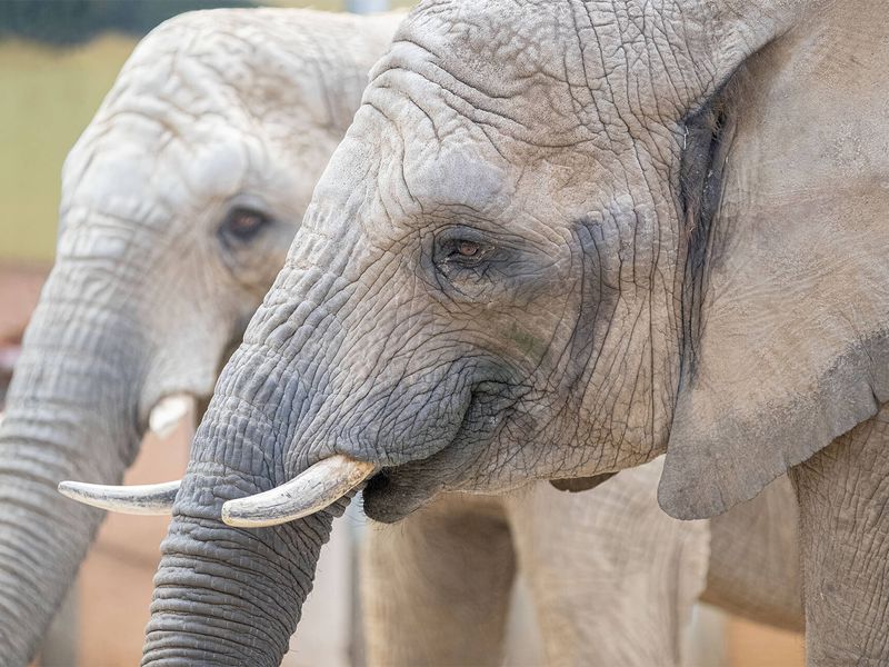 Groupe éléphants - Les animaux de La Plaine des Éléphants - ZooParc de Beauval