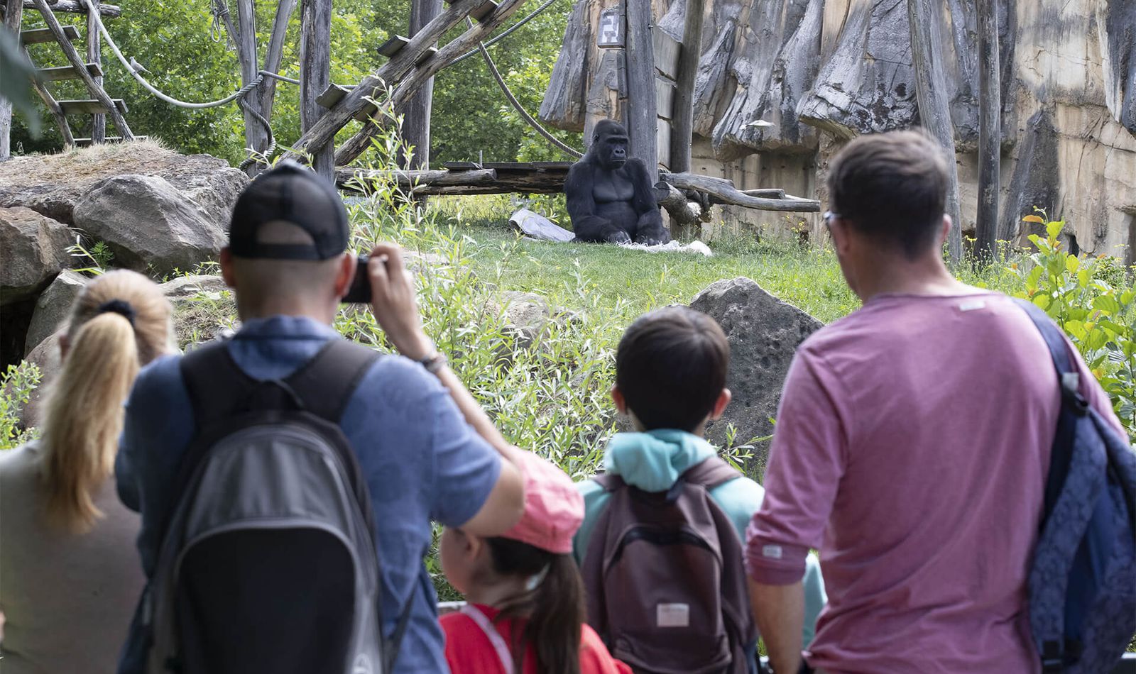Visiteurs devant les gorilles - Vacances en famille au ZooParc de Beauval