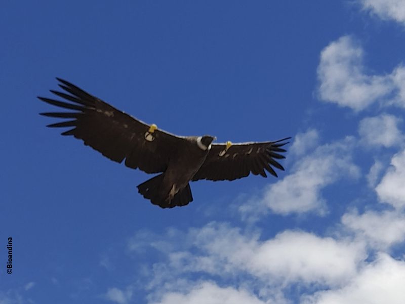 Condor des Andes - Animaux extraordinaires du ZooParc Condor des Andes - Animaux extraordinaires du ZooParc